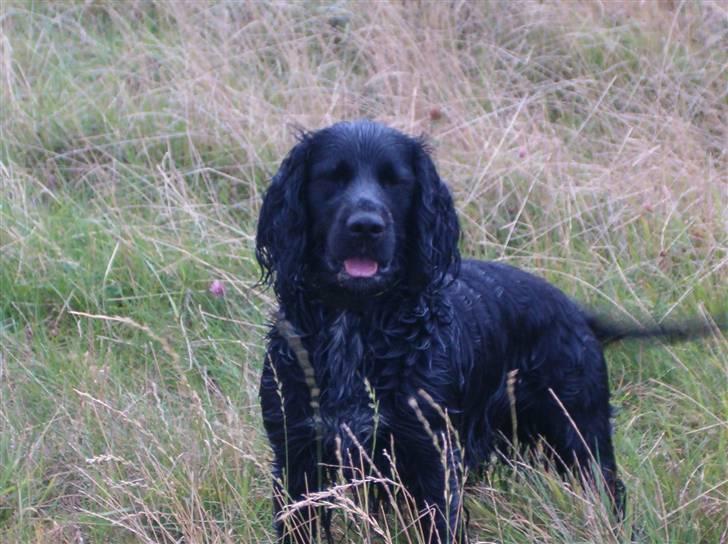 Blanding af racer basse billede 10