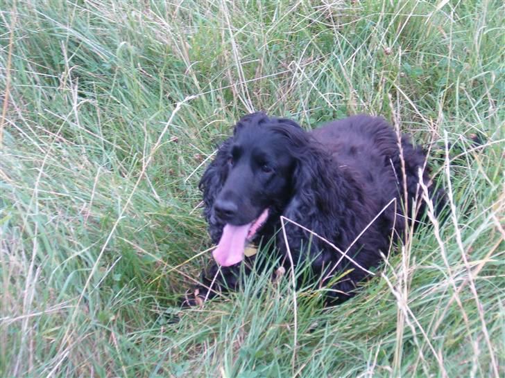 Cocker spaniel emil billede 6