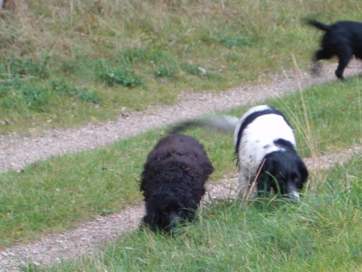 Cocker spaniel emil billede 7