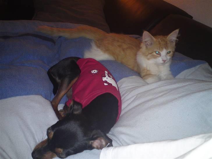 Prazsky krysarik Alma billede 6