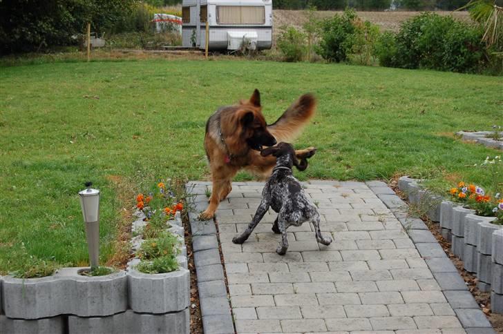 Schæferhund Dauløkkes suchinnie(sus) billede 1