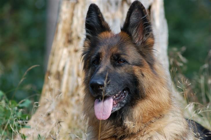 Schæferhund Dauløkkes suchinnie(sus) billede 2