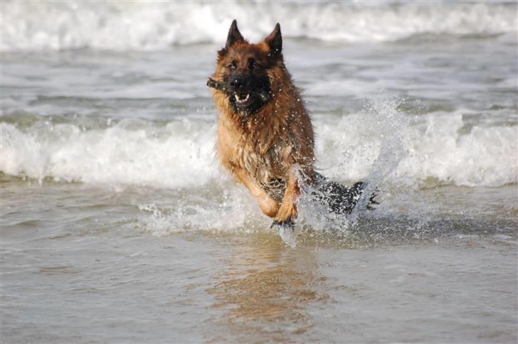 Schæferhund Dauløkkes suchinnie(sus) billede 3