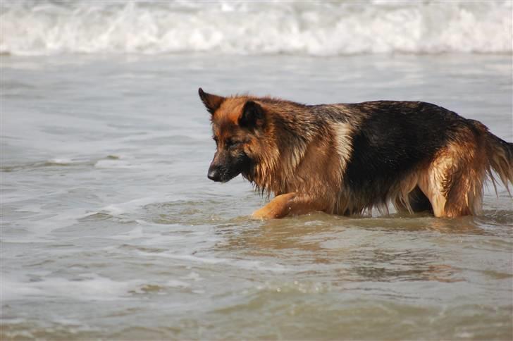 Schæferhund Dauløkkes suchinnie(sus) billede 4