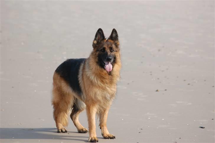 Schæferhund Dauløkkes suchinnie(sus) billede 5