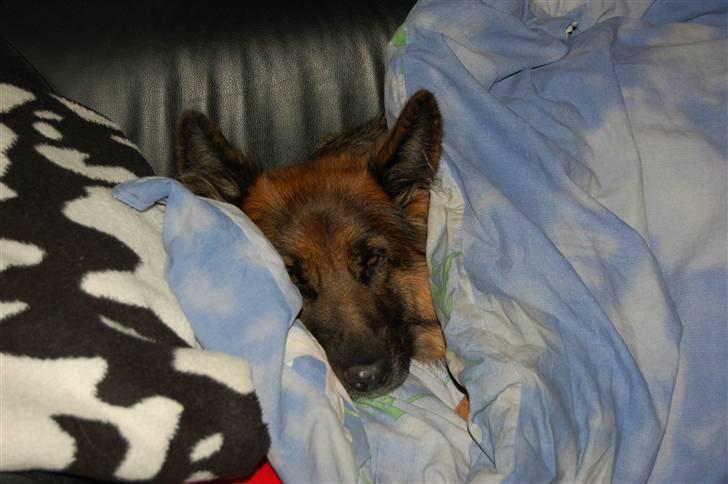 Schæferhund Dauløkkes suchinnie(sus) billede 6