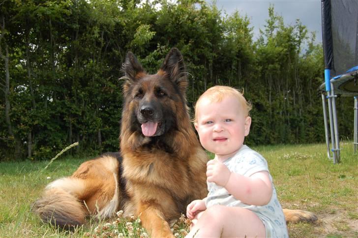 Schæferhund Dauløkkes suchinnie(sus) billede 7