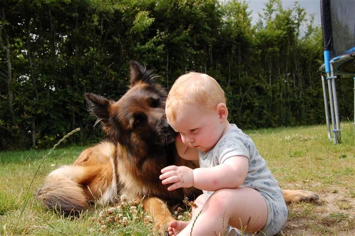 Schæferhund Dauløkkes suchinnie(sus) billede 8