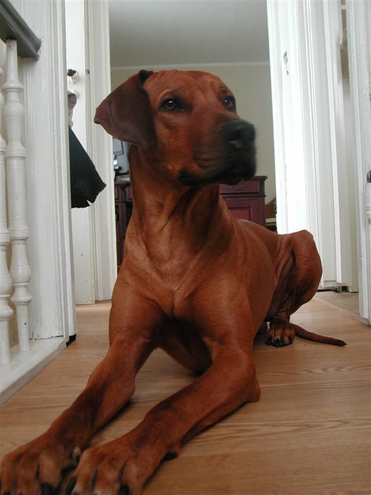 Rhodesian ridgeback Isilwane Inja Bukhali billede 1