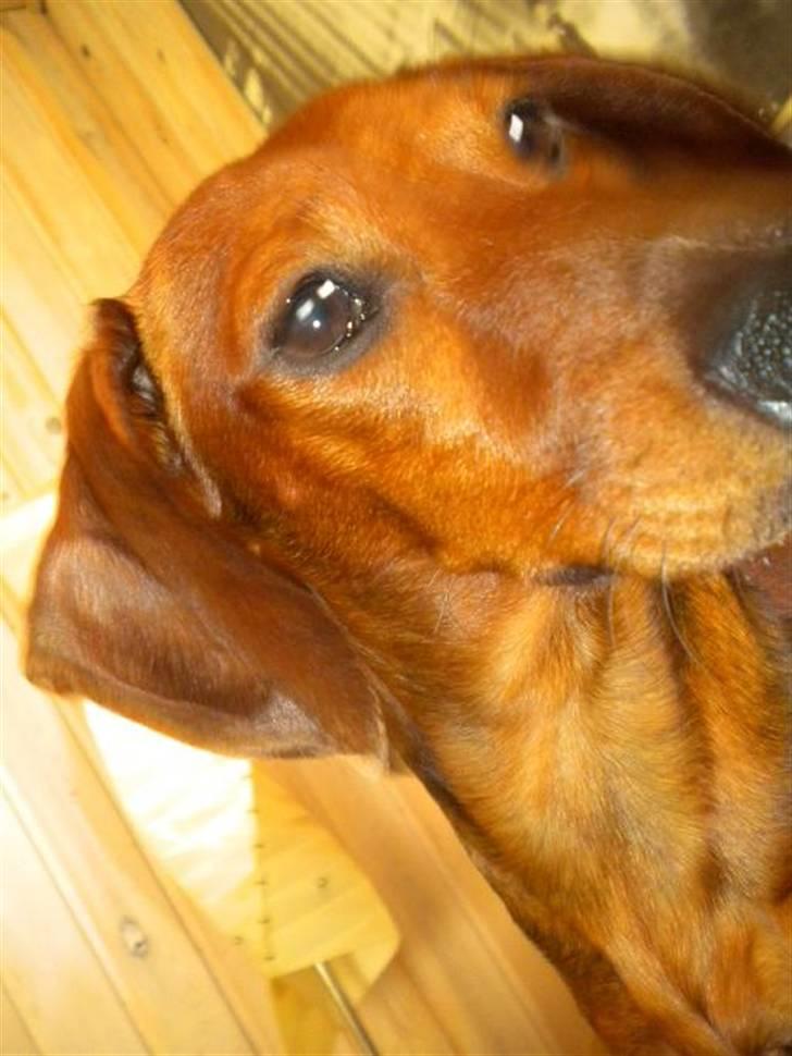 Gravhund Chicco <3 billede 10