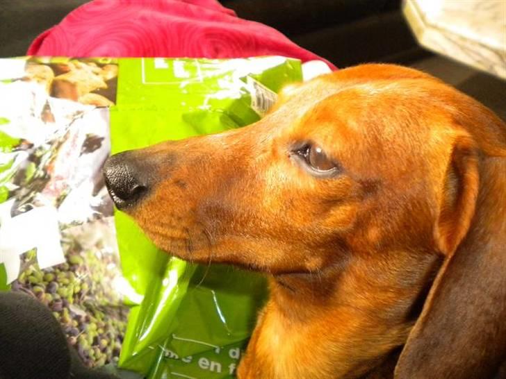 Gravhund Chicco <3 billede 11