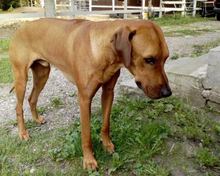 Rhodesian ridgeback Isilwane Inja Bukhali billede 2
