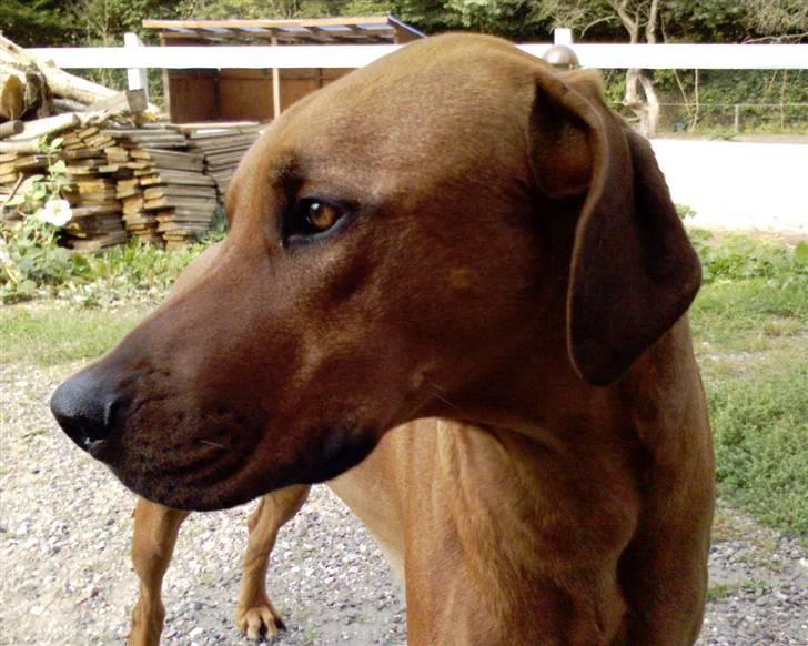 Rhodesian ridgeback Isilwane Inja Bukhali billede 3