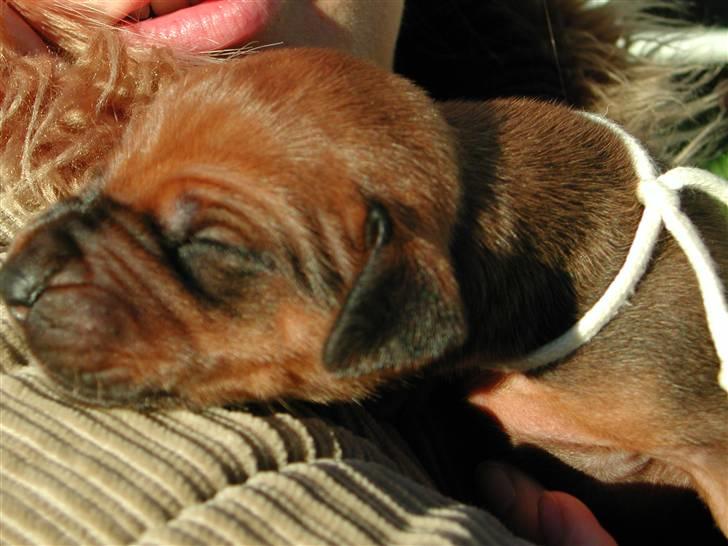 Rhodesian ridgeback Isilwane Inja Bukhali billede 4