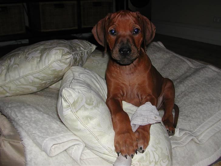 Rhodesian ridgeback Isilwane Inja Bukhali billede 5