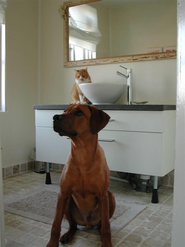 Rhodesian ridgeback Isilwane Inja Bukhali billede 6