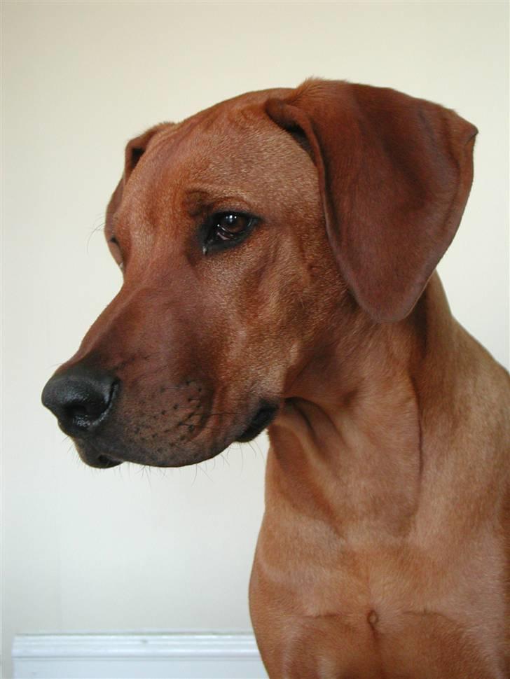 Rhodesian ridgeback Isilwane Inja Bukhali billede 7