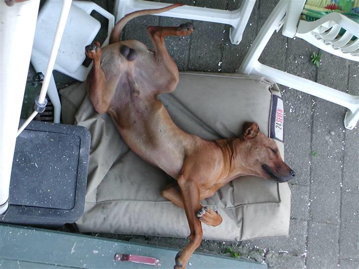 Rhodesian ridgeback Isilwane Inja Bukhali billede 8