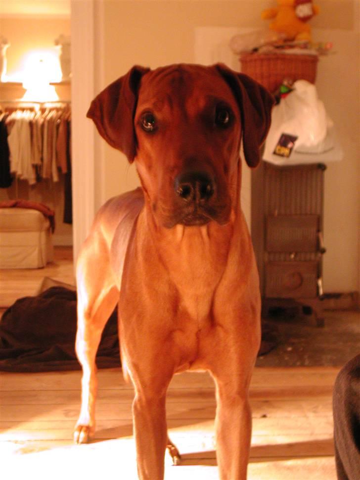 Rhodesian ridgeback Isilwane Inja Bukhali billede 9
