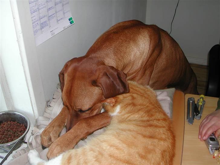 Rhodesian ridgeback Isilwane Inja Bukhali billede 10