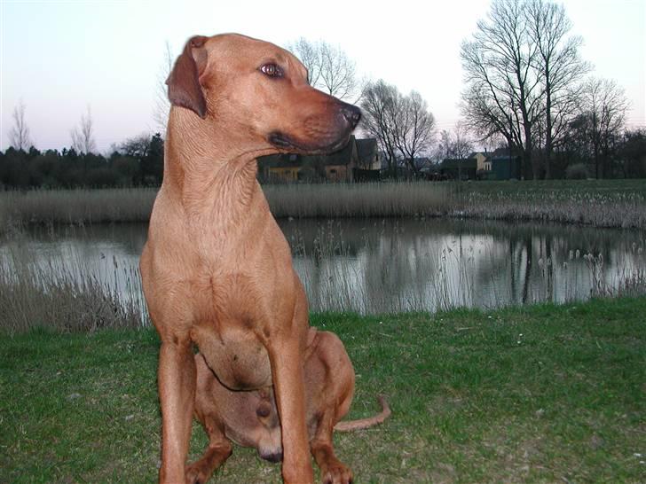 Rhodesian ridgeback Isilwane Inja Bukhali billede 11