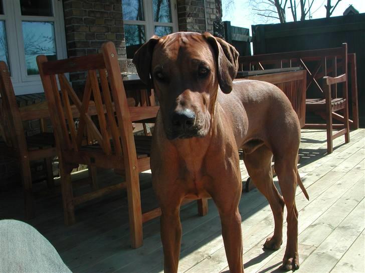 Rhodesian ridgeback Isilwane Inja Bukhali billede 12