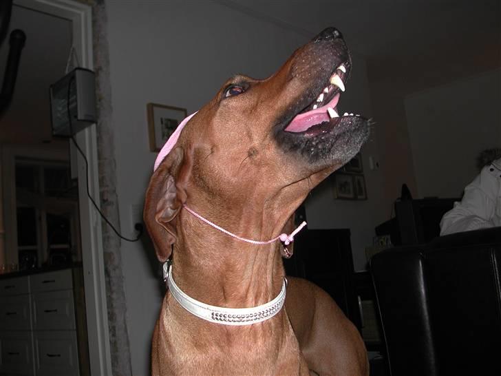 Rhodesian ridgeback Isilwane Inja Bukhali billede 13