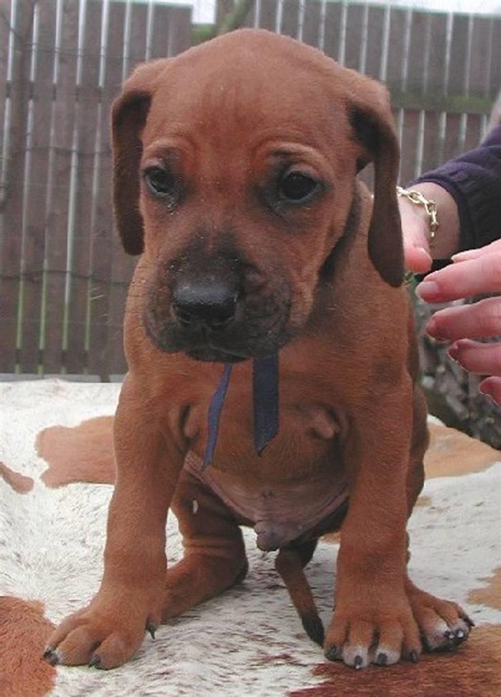 Rhodesian ridgeback Isilwane Inja Bukhali billede 14