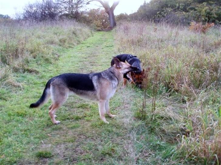 Schæferhund Frida <3 R.I.P. oktober 2012 <3 - King, jeg spiser dig :-O billede 1