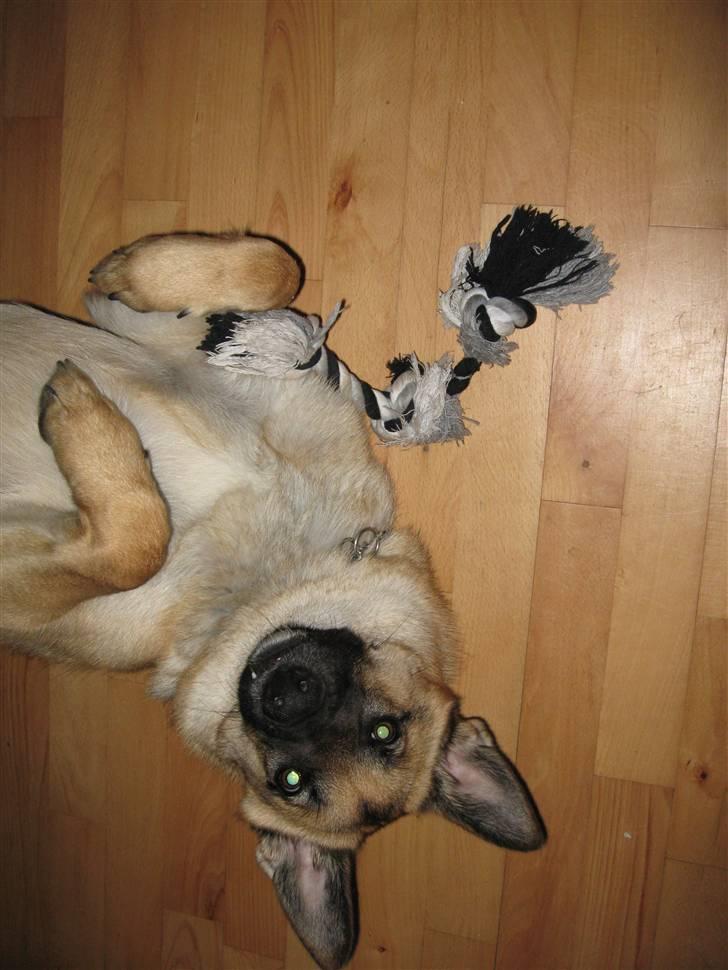 Schæferhund Frida <3 R.I.P. oktober 2012 <3 - Smil:) billede 2