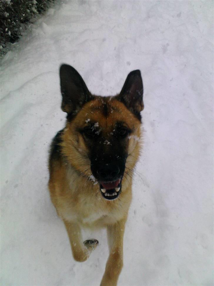 Schæferhund Frida <3 R.I.P. oktober 2012 <3 - Det er jo bare perfekt det her!!! billede 3