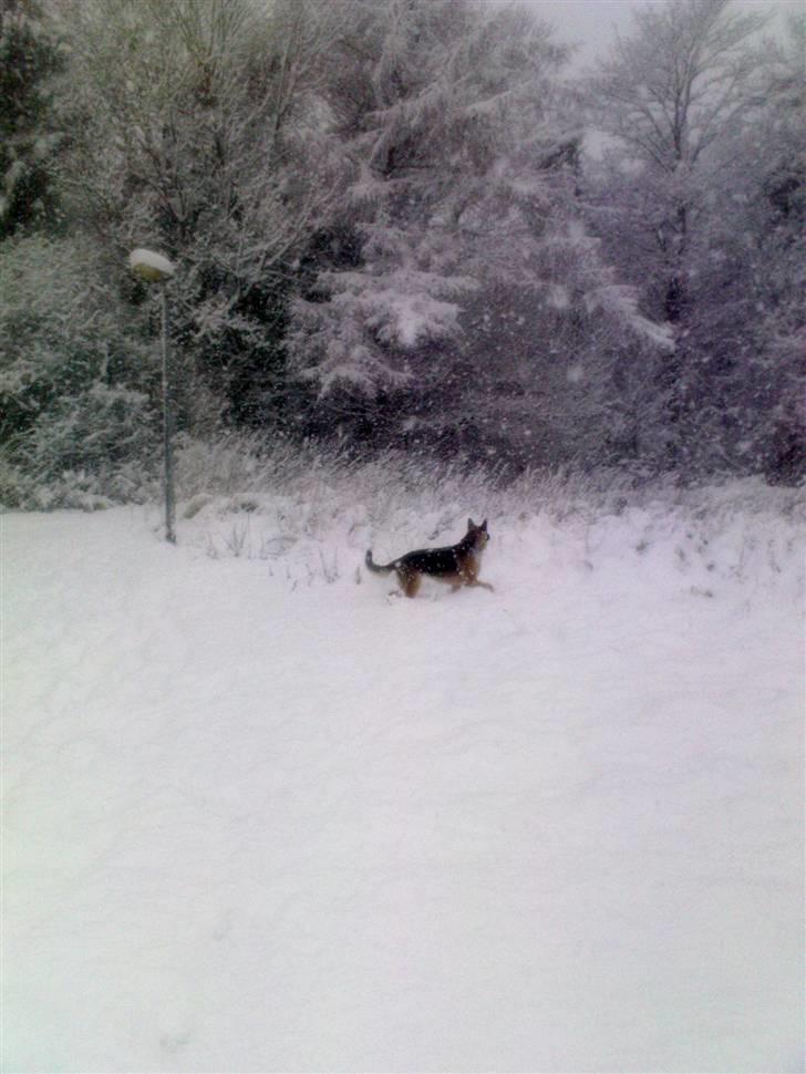 Schæferhund Frida <3 R.I.P. oktober 2012 <3 - Juhuuuu, er der nogen? billede 4