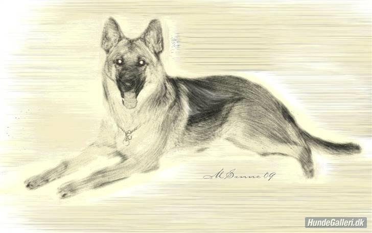 Schæferhund Frida <3 R.I.P. oktober 2012 <3 billede 5