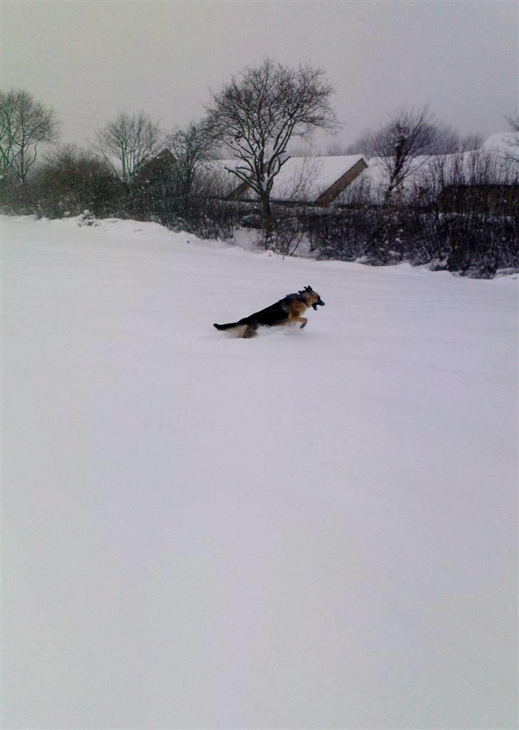 Schæferhund Frida <3 R.I.P. oktober 2012 <3 - Hop, hop, hop...og så et laaangt... billede 6