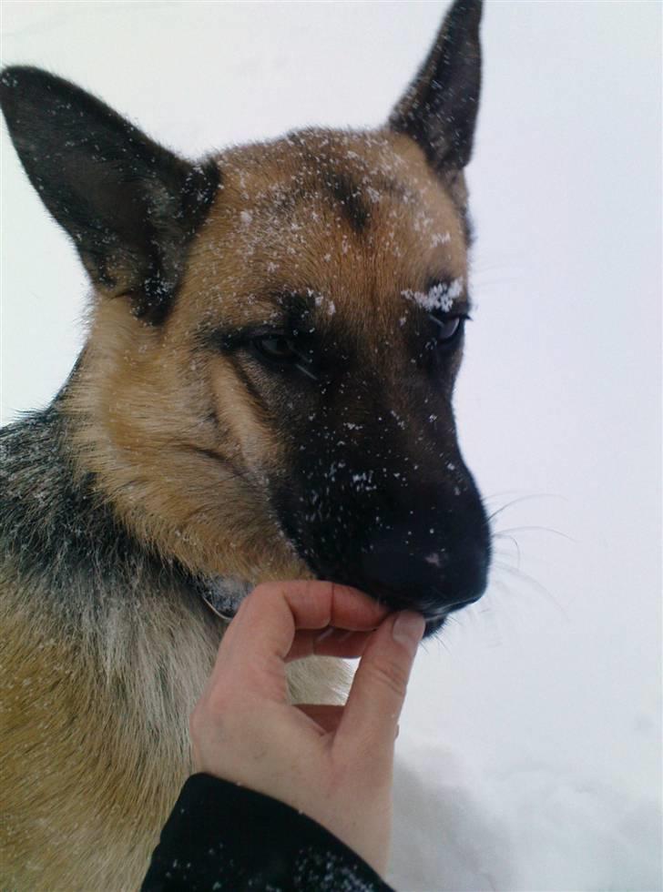 Schæferhund Frida <3 R.I.P. oktober 2012 <3 - Jaja, skal nok tage imod godbidden meget stille og rooligt... billede 7