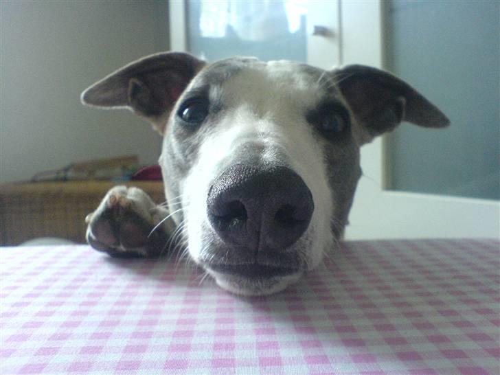 Whippet Newkins Killian "Bobby" billede 1