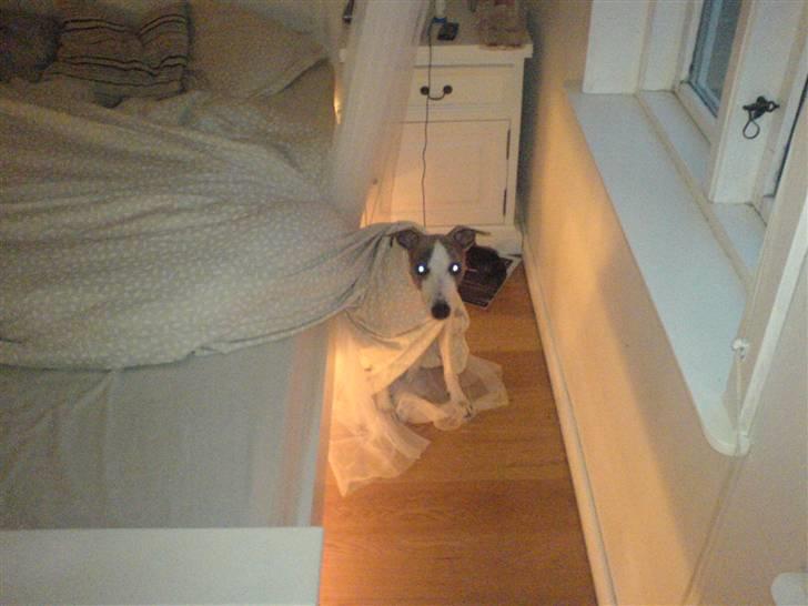 Whippet Newkins Killian "Bobby" billede 2