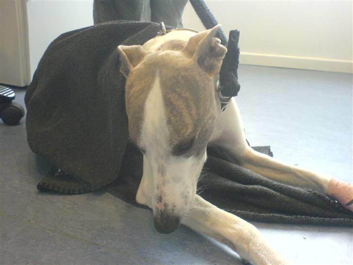 Whippet Newkins Killian "Bobby" billede 3