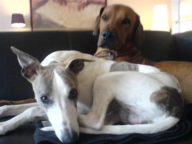 Whippet Newkins Killian "Bobby" billede 4