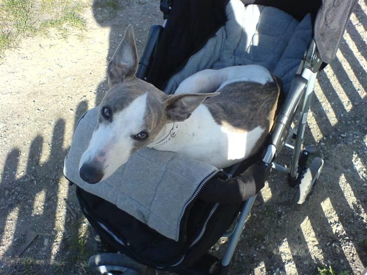 Whippet Newkins Killian "Bobby" billede 5