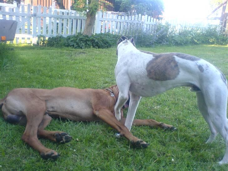 Whippet Newkins Killian "Bobby" billede 6