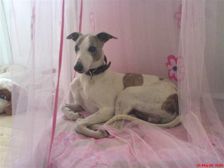 Whippet Newkins Killian "Bobby" billede 7