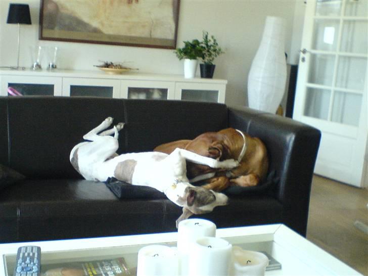 Whippet Newkins Killian "Bobby" billede 8