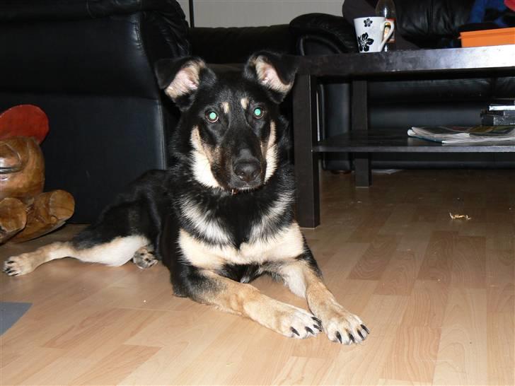 Blanding af racer Smilla billede 9