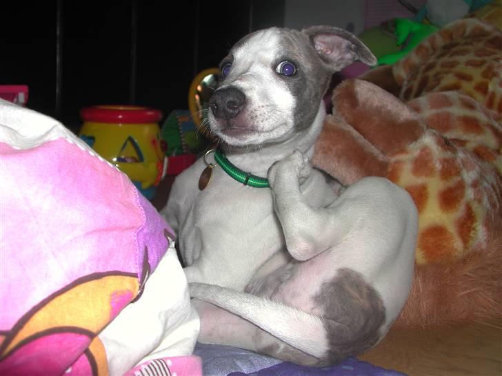 Whippet Newkins Killian "Bobby" billede 9