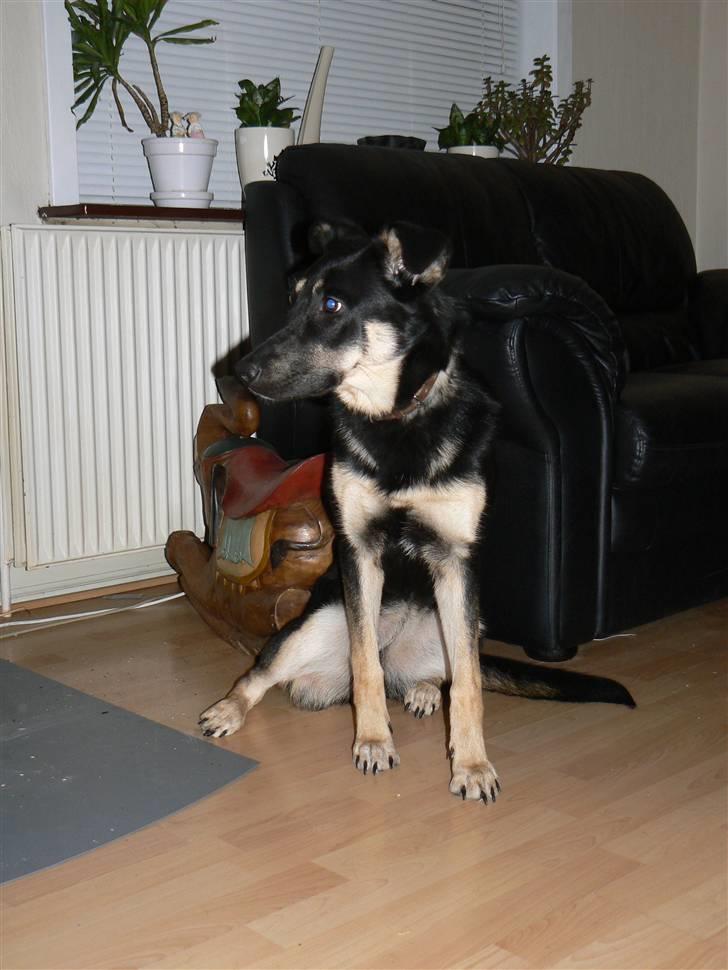 Blanding af racer Smilla billede 10