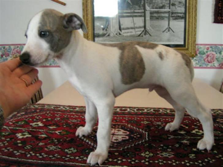 Whippet Newkins Killian "Bobby" billede 10