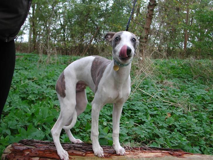 Whippet Newkins Killian "Bobby" billede 11