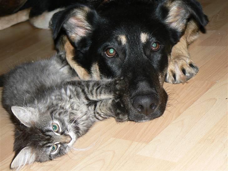 Blanding af racer Smilla billede 11