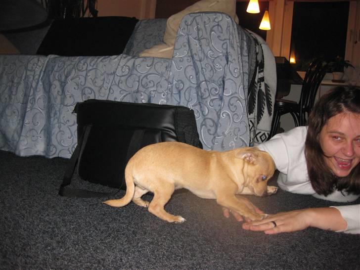 Blanding af racer Peanut   RIP. - leger lige dræberleg med min mor billede 7